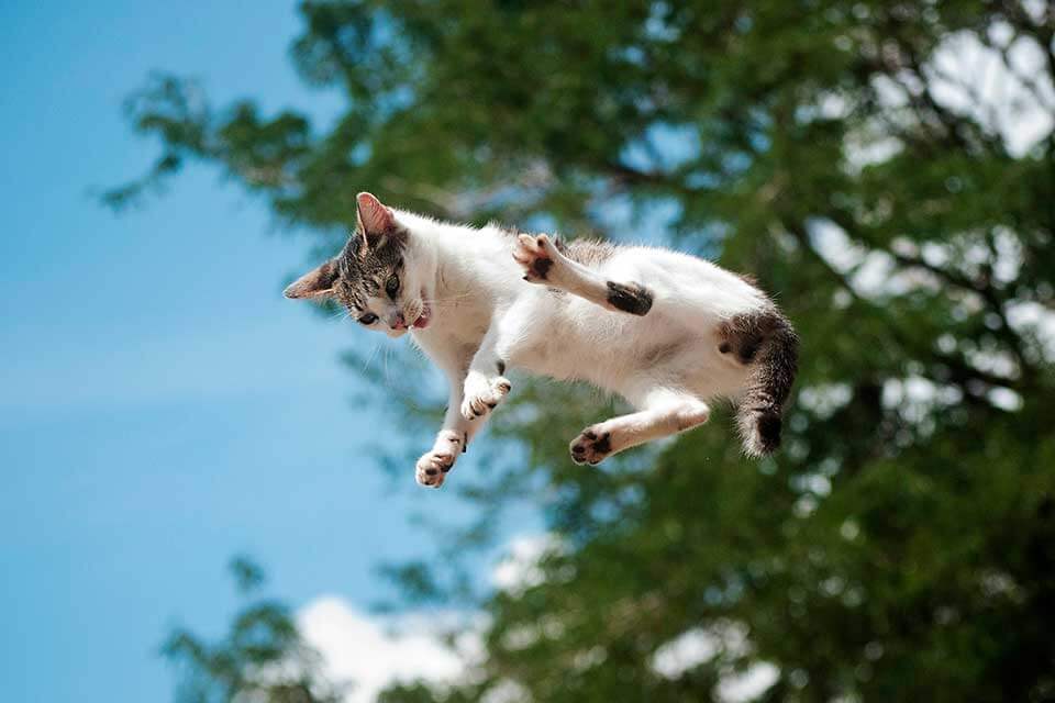 White and brown cat falling from a tree demonstrates terminal velocity.
